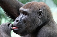 Western Lowland Gorilla
