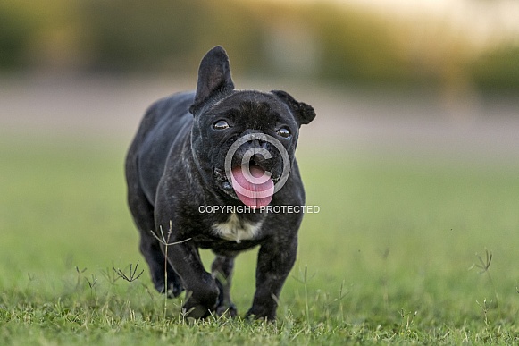 French bulldog running in the park