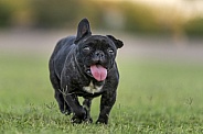 French bulldog running in the park