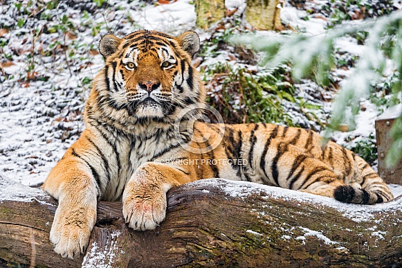 Amur Tiger