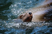 California Sea lion (Zalophus californianus)
