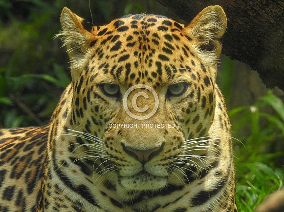 Australian Kangaroo Australian Kangaroo