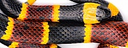 Venomous Eastern coral snake - Micrurus fulvius - wallpaper macro of skin pattern and texture isolated on white background red and yellow kill a fellow or black yellow black yellow from nose tip