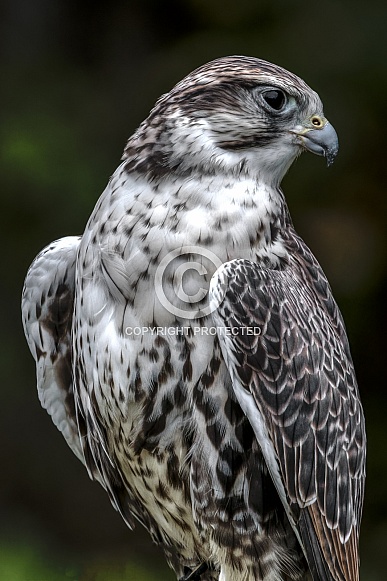 Saker Falcon