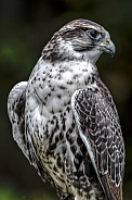 Saker Falcon