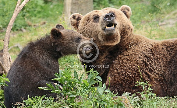 Brown Bear