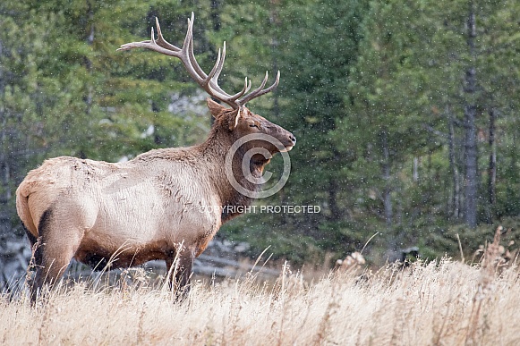 Bull Elk
