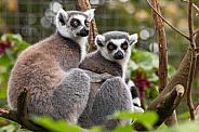 Two Ring Tailed Lemurs Sitting Together