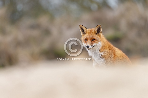Red fox Red fox