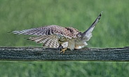 Kestrel and prey
