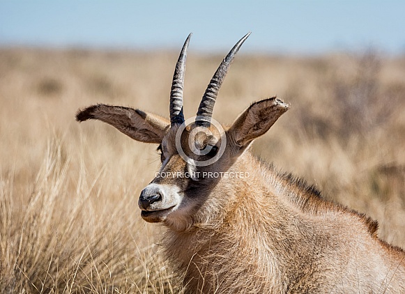 Roan Antelope