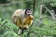 Squirrel monkey (Saimiri)