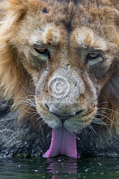 Lion Drinking