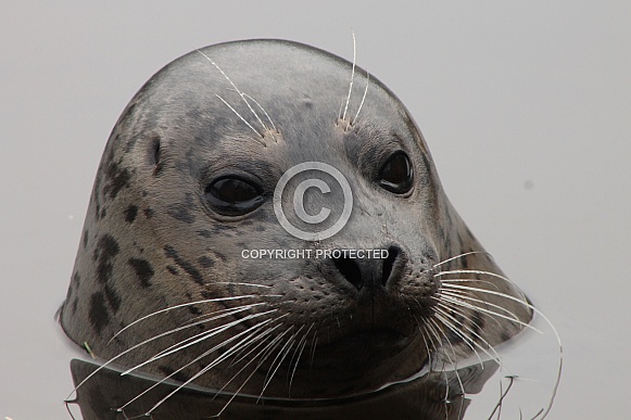 Harbor Seal (Phoca vitulina) Harbor Seal (Phoca vitulina)