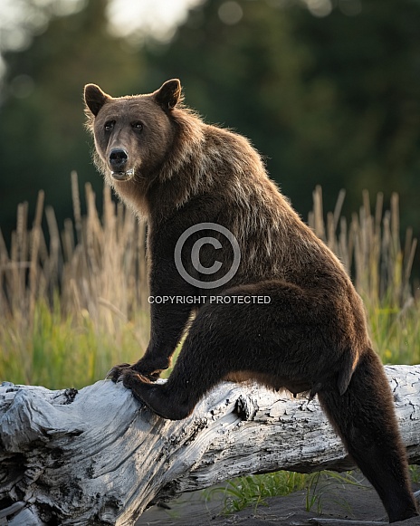 Female bear climbing onto a log