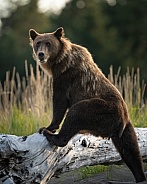 Female bear climbing onto a log