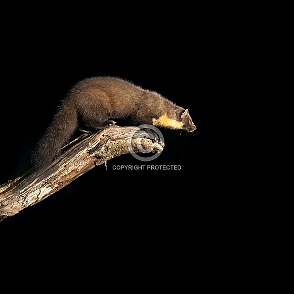 Pine Marten Pine Marten