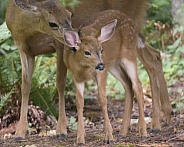 A Mother Blacktail Deer Grooms Her Baby