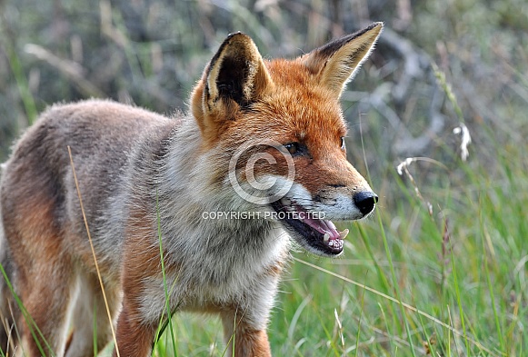 Red fox Red fox