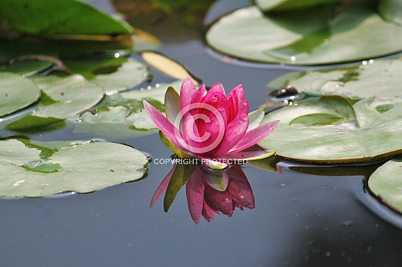 Pink Water Lily (Nymphaeaceae)