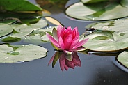 Pink Water Lily (Nymphaeaceae)