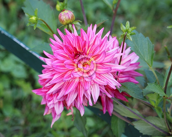 Dahlia