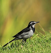 African pied wagtail.