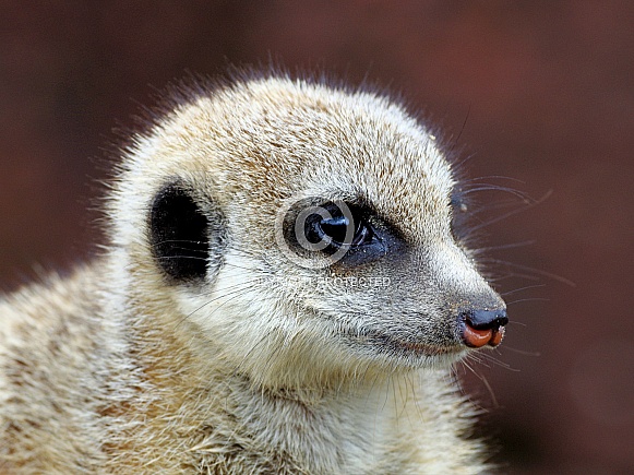 Meerkat Meerkat