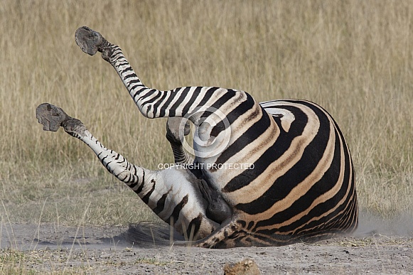 Zebra enjoying a dust bath - Botswana