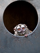 Gray-bellied night monkey (Aotus lemurinus)