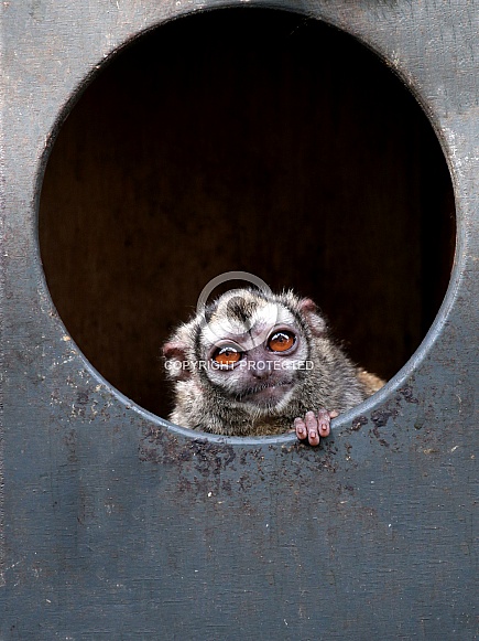 Gray-bellied night monkey (Aotus lemurinus)