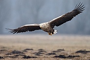 White tailed eagle or European Eagle