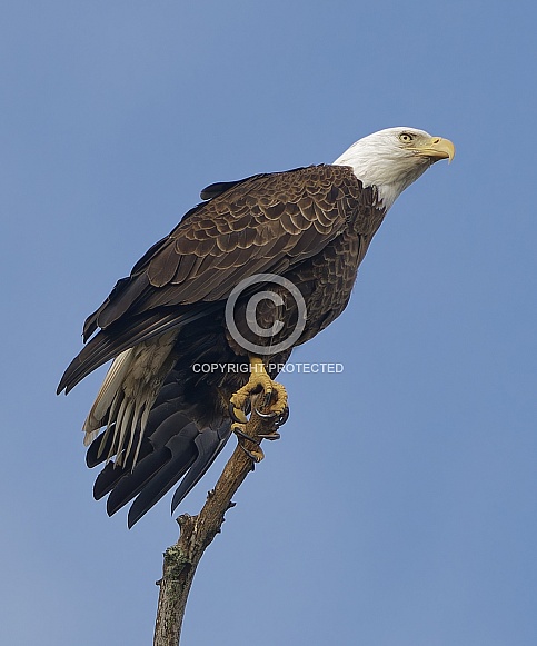 Bald Eagle