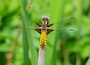 Broad-Bodied Chaser Dragonfly