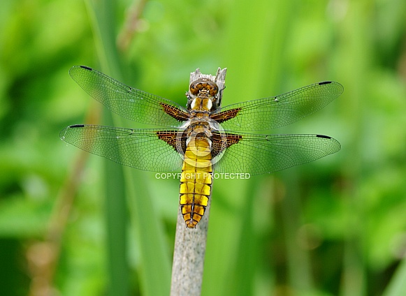 Broad-Bodied Chaser Dragonfly Broad-Bodied Chaser Dragonfly