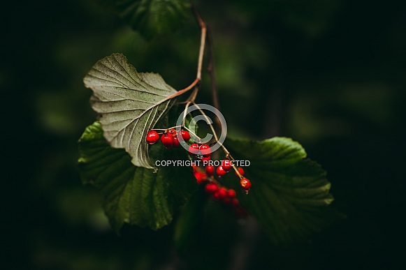 Berries