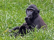 Celebes crested macaque (Macaca nigra)