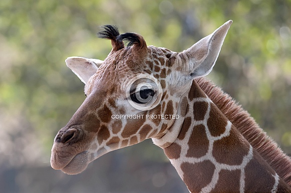 Reticulated giraffe (Giraffa reticulata) Reticulated giraffe (Giraffa reticulata)