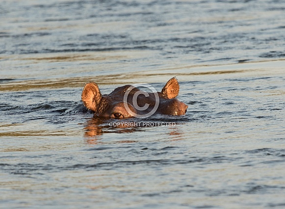 Hippopotamus Hippopotamus