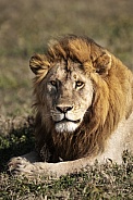 Portrait of a male lion