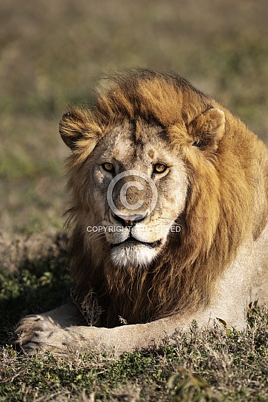 Portrait of a male lion