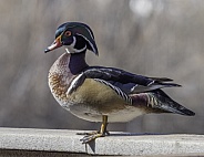 Male Wood Duck Posing for a Photo