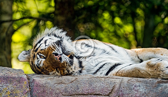 Amur Tiger resting on Rock. Amur Tiger resting on Rock.
