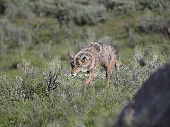 Coyote