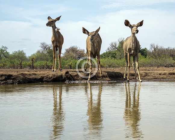 Kudu at Waterhole