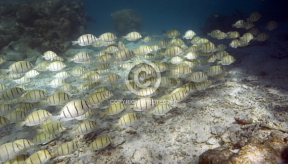 School of tropical fish - Tahiti - South Pacific Ocean School of tropical fish - Tahiti - South Pacific Ocean