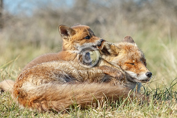 Red fox cubs Red fox cubs