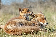 Red fox cubs