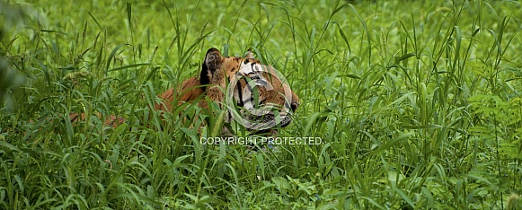 Bengal Tiger