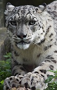 Snow Leopard